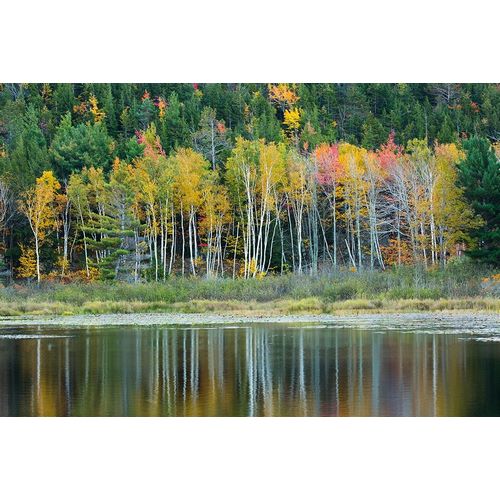 Maine Fall reflections at Beaver Dam Pond in Acadia National Park